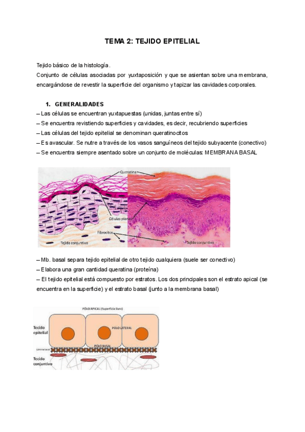 Miniatura del documento Histologia-Tema-2.pdf