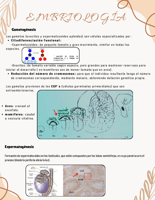 Miniatura del documento Embriologia.pdf