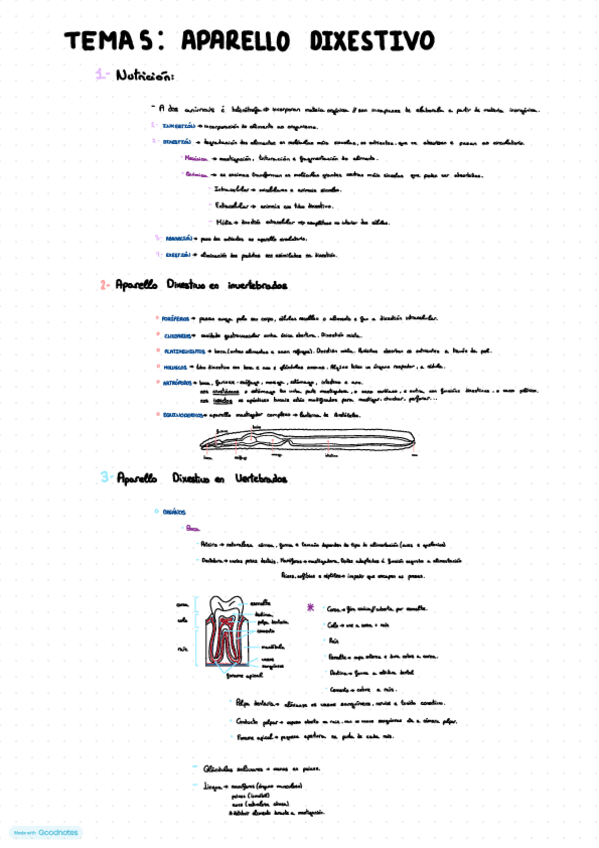 Miniatura del documento Aparato-dixestivo-1bac.pdf