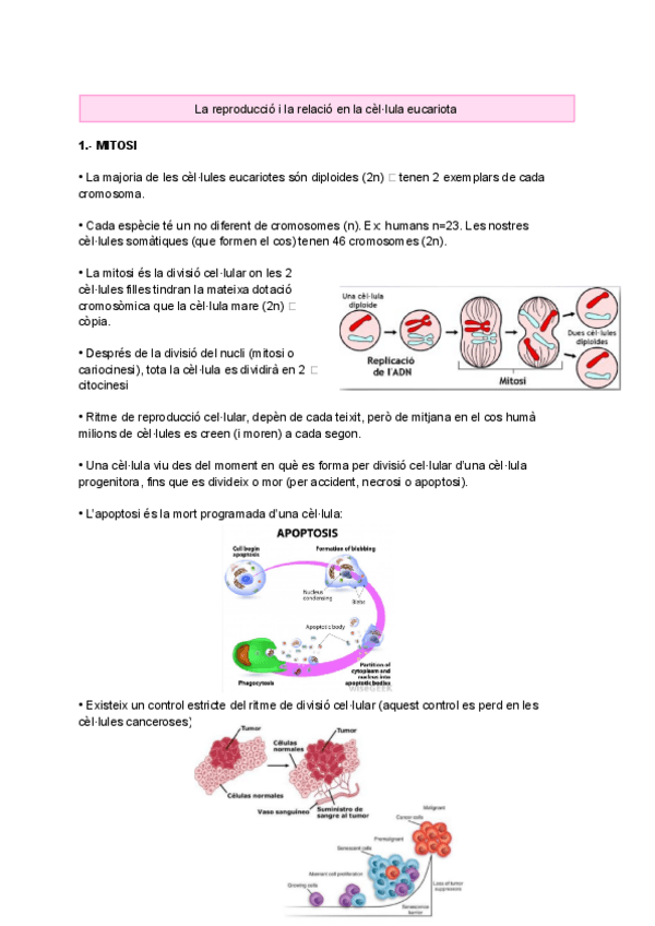 Miniatura del documento La-reproduccio-i-la-relacio-en-la-cellula-eucariota.pdf