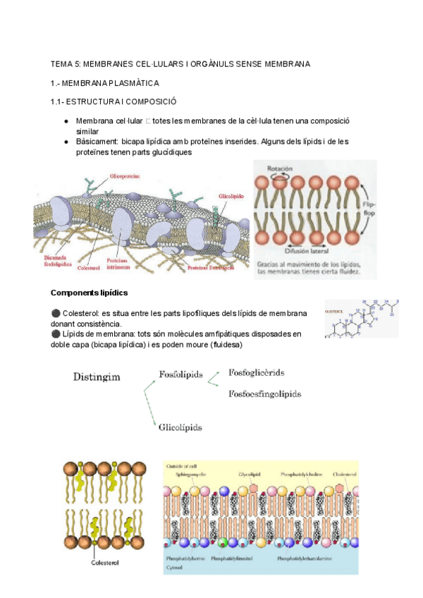 Miniatura del documento Tema-5.-Cellula.pdf