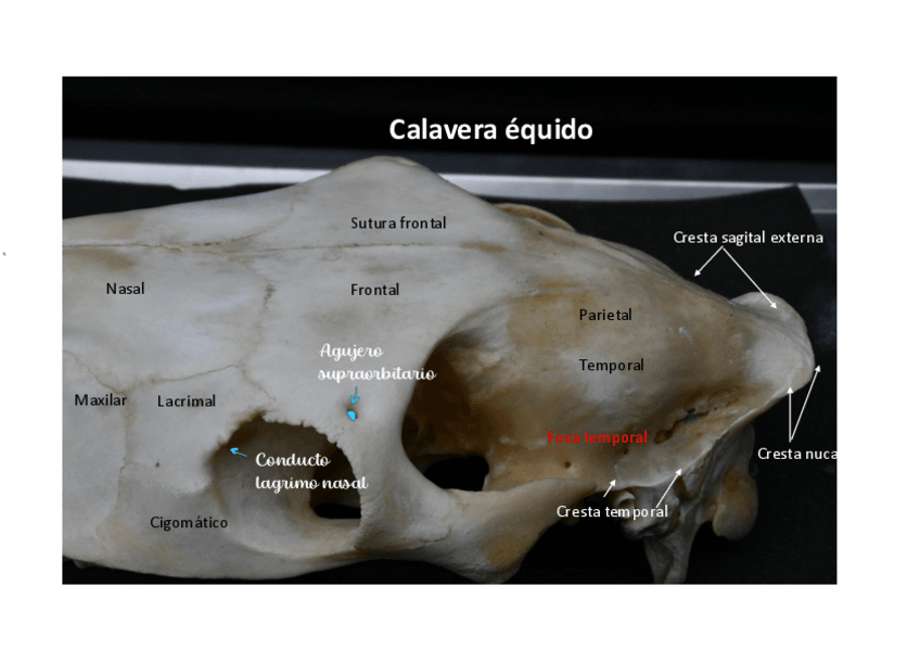 Miniatura del documento Detalles-y-agujeros-de-la-cabeza..pdf