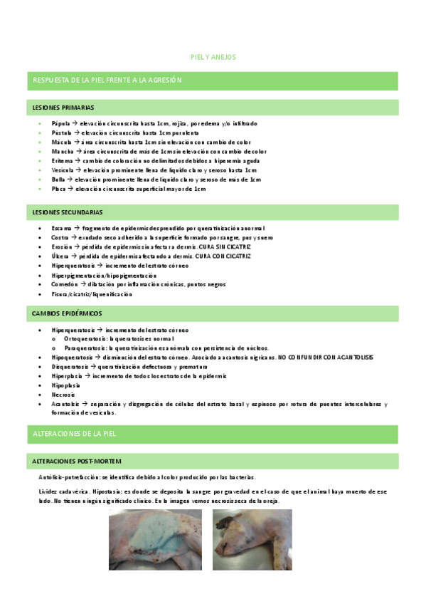 Miniatura del documento piel-y-anejos.pdf