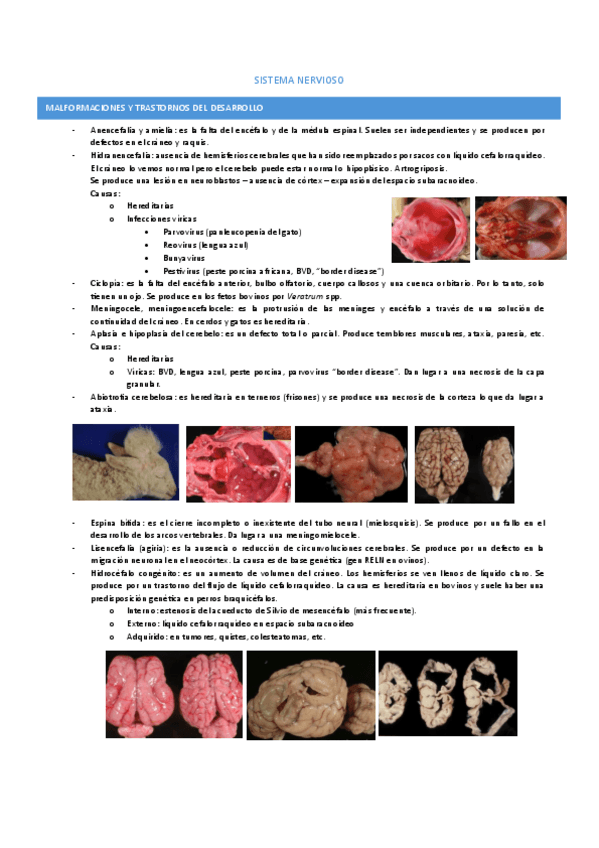 Miniatura del documento sistema-nervioso.pdf