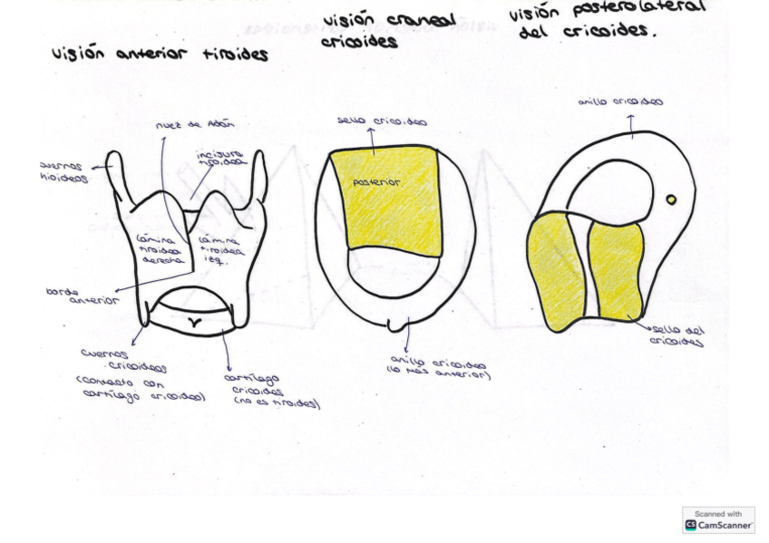 Miniatura del documento respiratorio.pdf