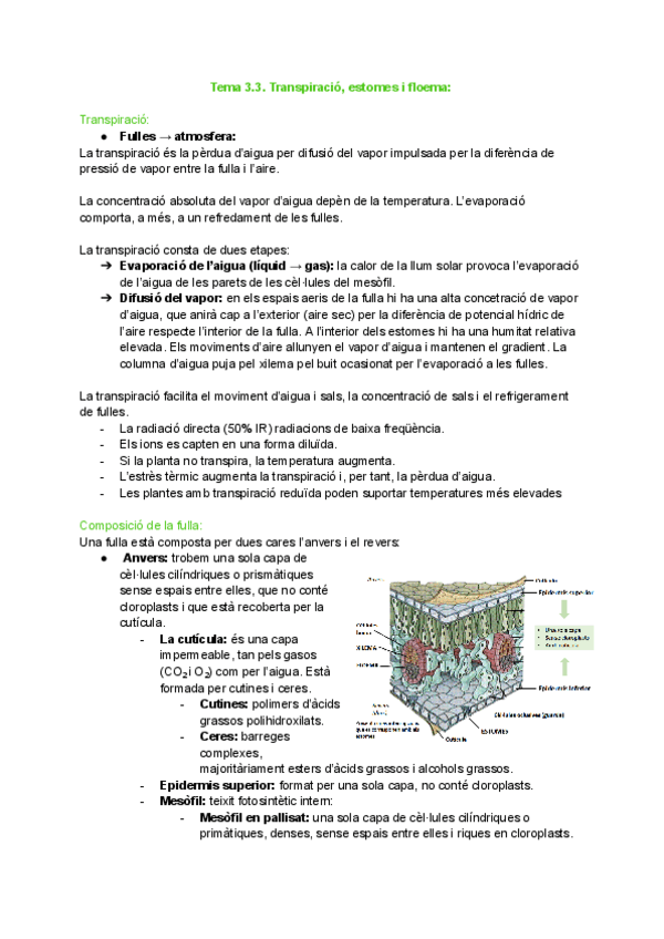 Miniatura del documento Tema-3.3.-Transpiracio-estomes-i-floema.pdf