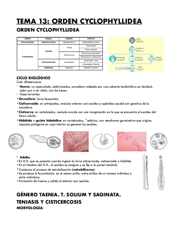 Miniatura del documento TEMA-13-ORDEN-CYCLOPHYLLIDEA.pdf