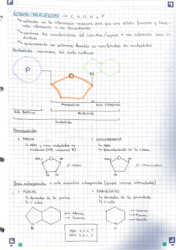 Miniatura del documento Tema-1-Bioquimica-5.-Acidos-nucleicos.pdf