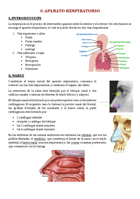 Miniatura del documento UD-3.-APARATO-RESPIRATORIO.pdf