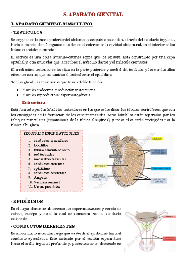 Miniatura del documento UD-5.-APARATO-GENITAL.pdf