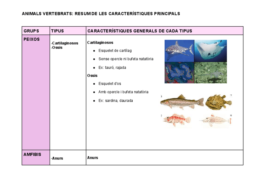 Miniatura del documento Taula-vertebrats.pdf