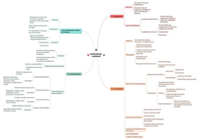 Miniatura del documento Anabolismo.jpg