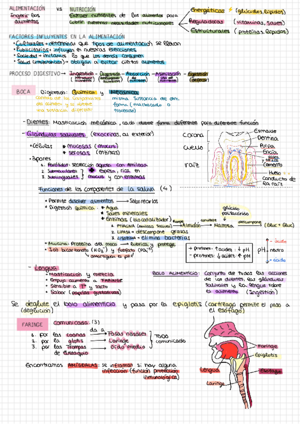 Miniatura del documento DIGESTIVO.pdf