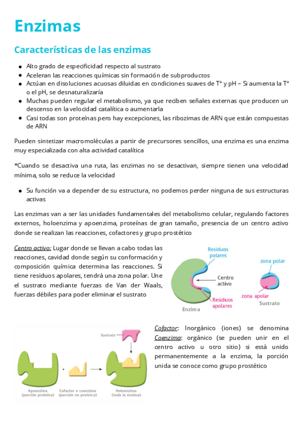 Miniatura del documento Enzimas.pdf