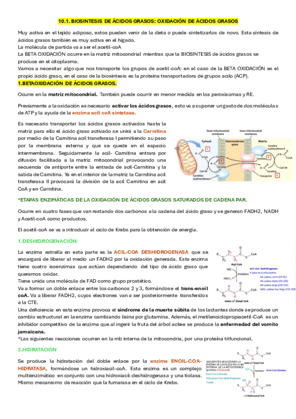 Miniatura del documento 10.1.BIOSINTESIS-DE-ACIDOS-GRASOS-BETAOXIDACION.pdf