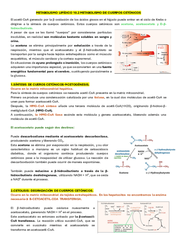 Miniatura del documento 10.2.CUERPOS-CETONICOS.pdf