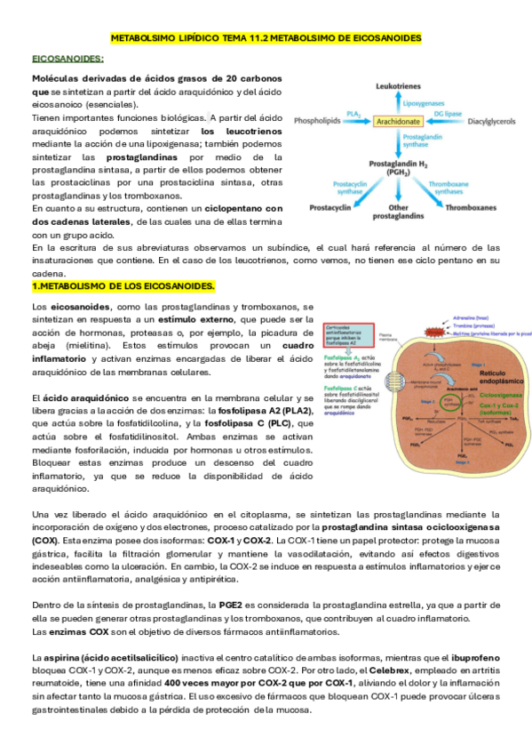 Miniatura del documento 11.2.METABOLISMO-D-ELOS-EICOSANOIDES.pdf