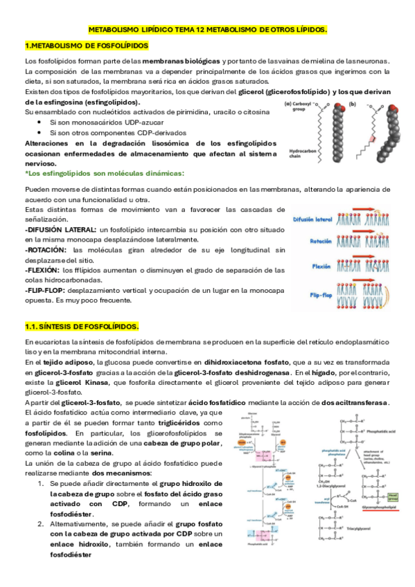 Miniatura del documento TEMA-12-BQM-METABOLISMO-DE-OTROS-LIPIDOS-fosfolipidos.pdf