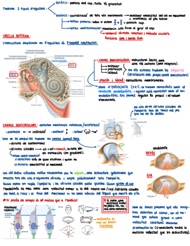 Miniatura del documento RESUM-TEMA-16EQUILIBRI.pdf