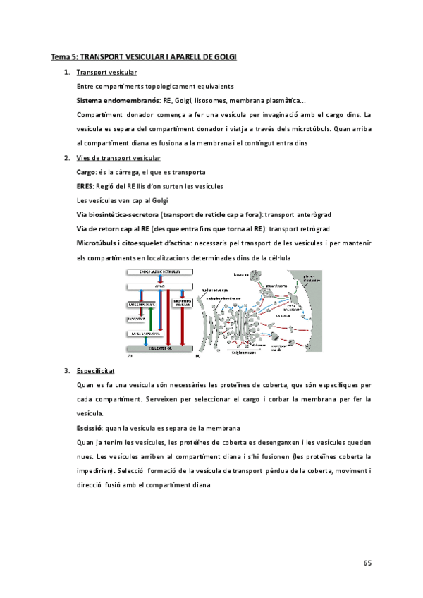 Miniatura del documento Apunts-t.5-TRANSPORT-VESICULAR-I-APARELL-DE-GOLGI.pdf