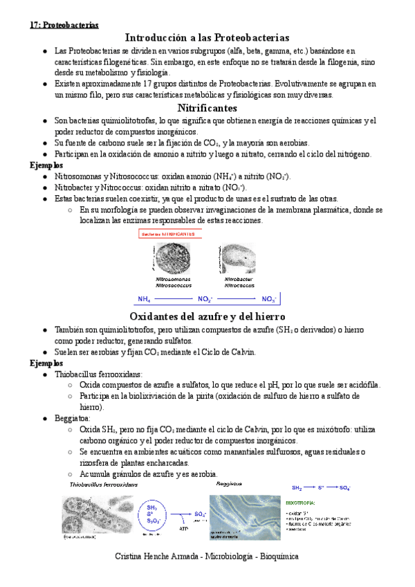 Miniatura del documento 17-Proteobacterias.pdf
