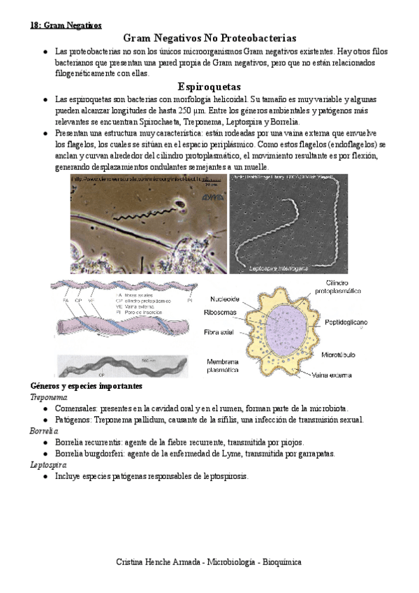 Miniatura del documento 18-Gram-Negativos.pdf