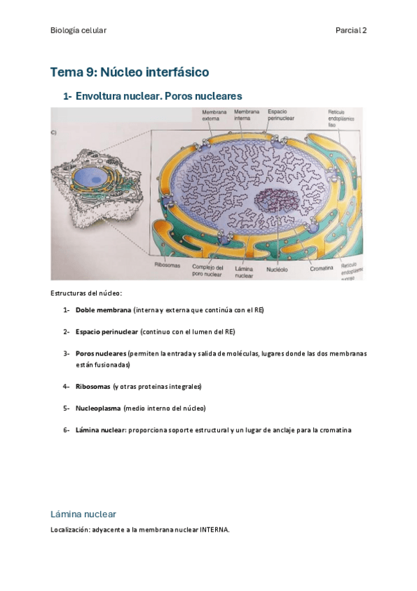 Miniatura del documento 2o-parcial-biologia-celular.pdf
