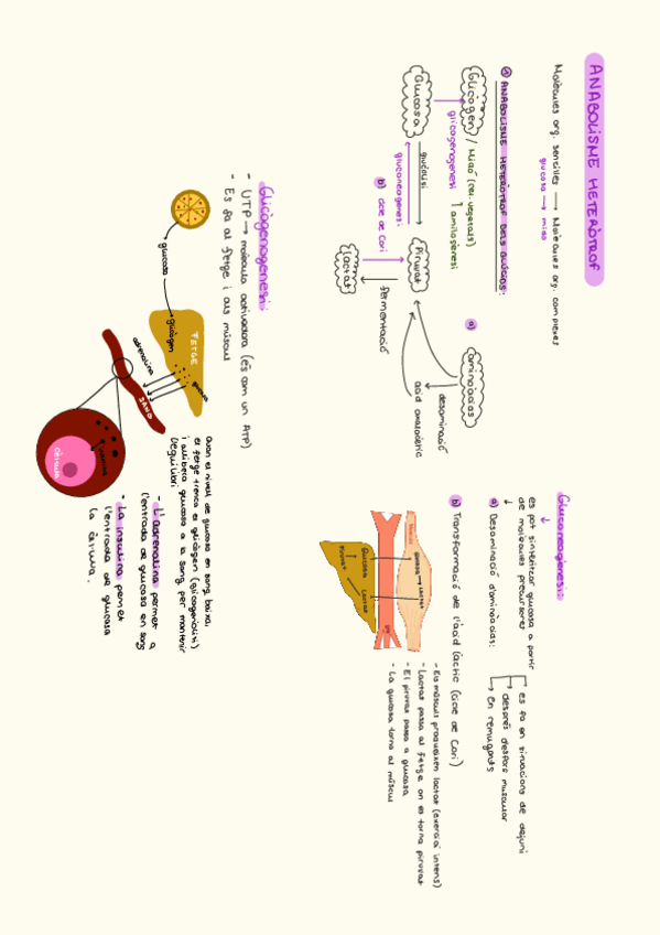 Miniatura del documento Anabolismo-heterotrofo-glucidos.pdf