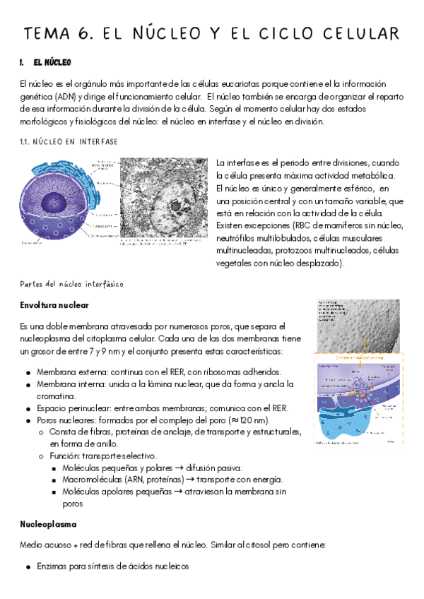 Miniatura del documento TEMA-6.-EL-NUCLEO-Y-EL-CICLO-CELULAR-1.pdf