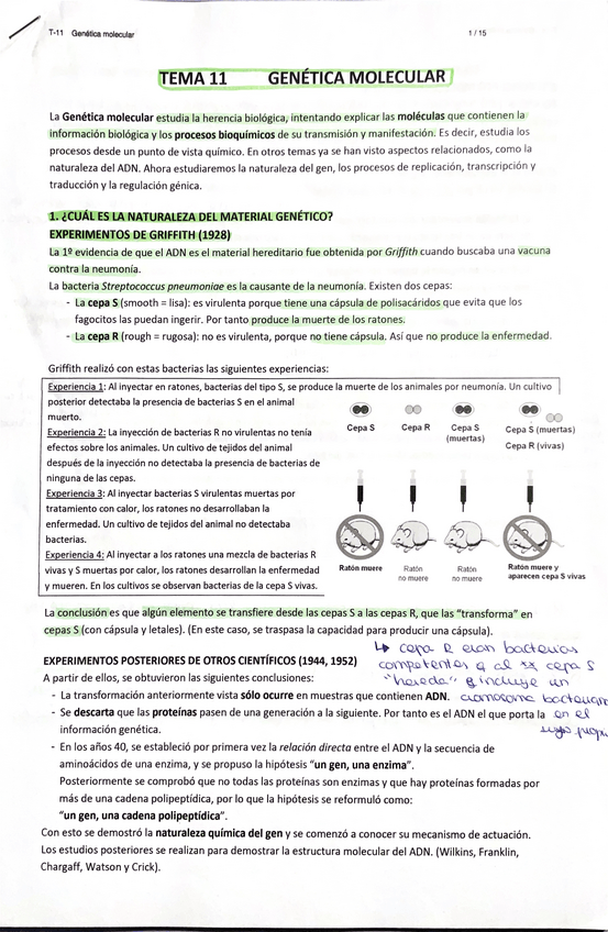 Miniatura del documento TEMA-11-2-BACH-GENETICA-MOLECULAR.pdf