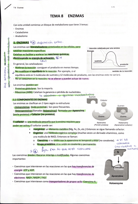 Miniatura del documento TEMA-8-2-BACH-ENZIMAS.pdf