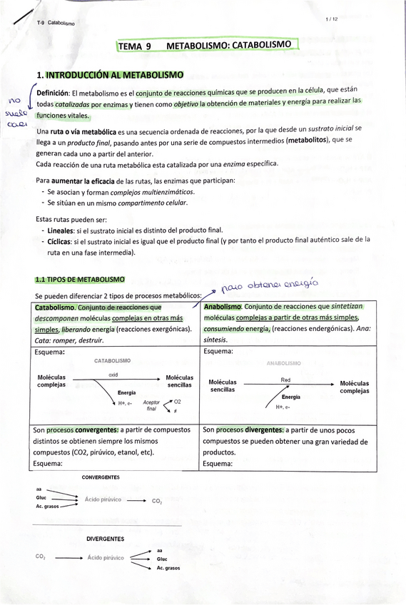 Miniatura del documento TEMA-9-2-BACH-CATABOLISMO.pdf