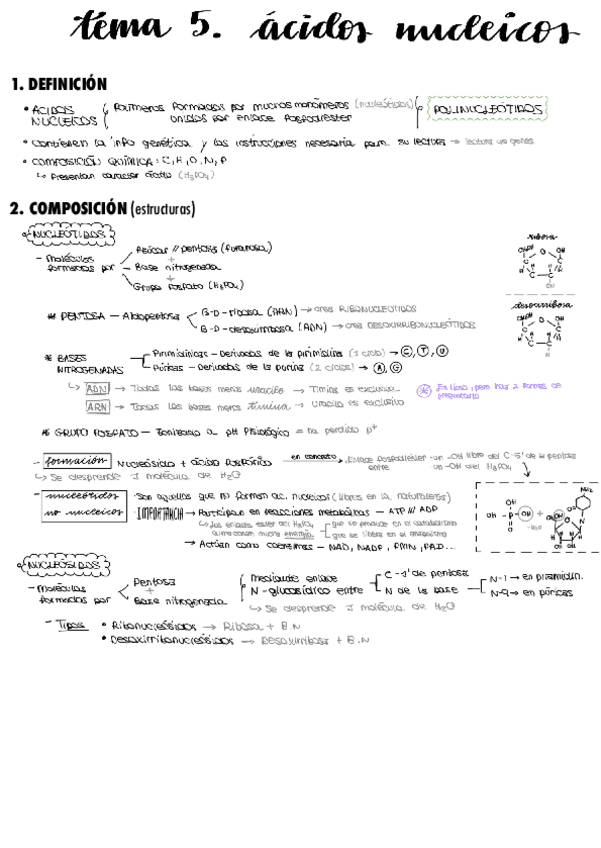 Miniatura del documento tema-5.-Acidos-nucleicos.pdf