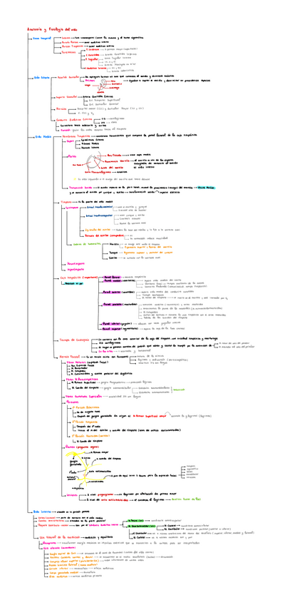 Miniatura del documento Anatomia-del-oido.pdf