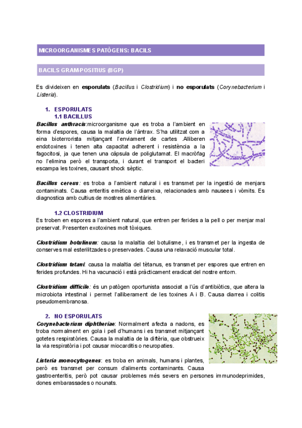 Miniatura del documento T10-BACILS-PATOGENS.pdf