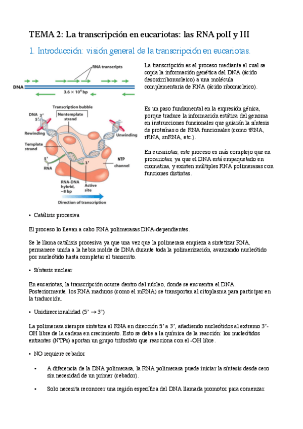 Miniatura del documento Tema-2-RNA-poli-I-y-III.pdf