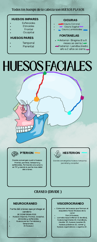 Miniatura del documento Huesos-Faciales.pdf