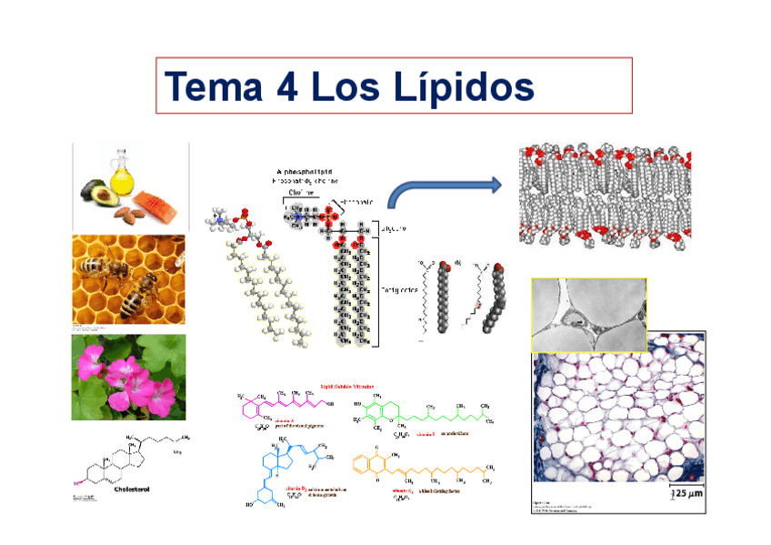 Miniatura del documento Tema-4-LIPIDOS.pdf