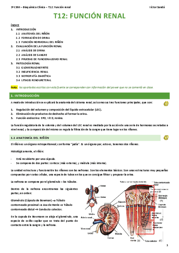 Miniatura del documento BQ-T12-Renal.pdf