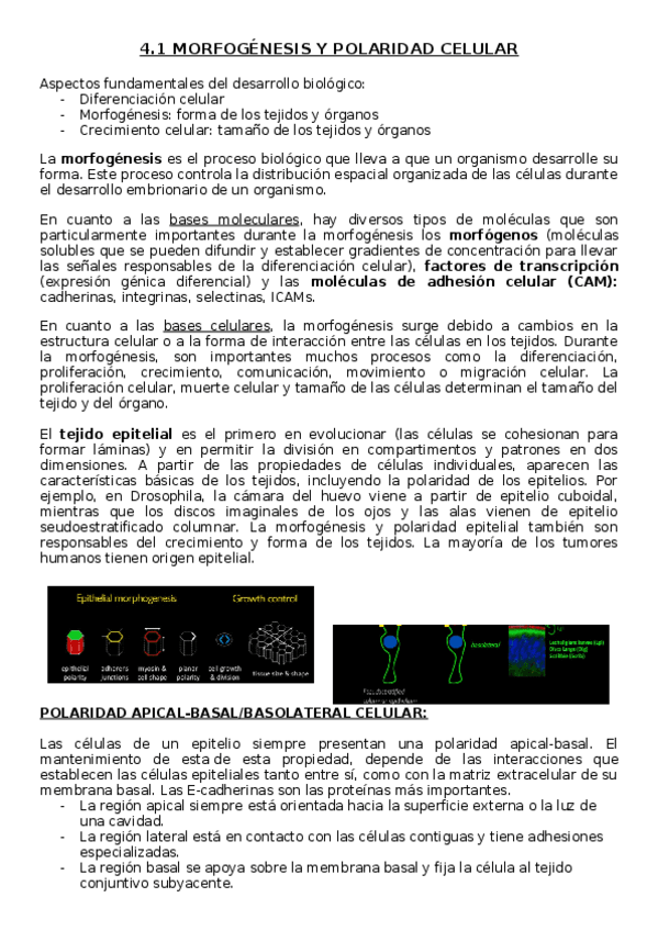 Miniatura del documento TEMA-4.1.docx