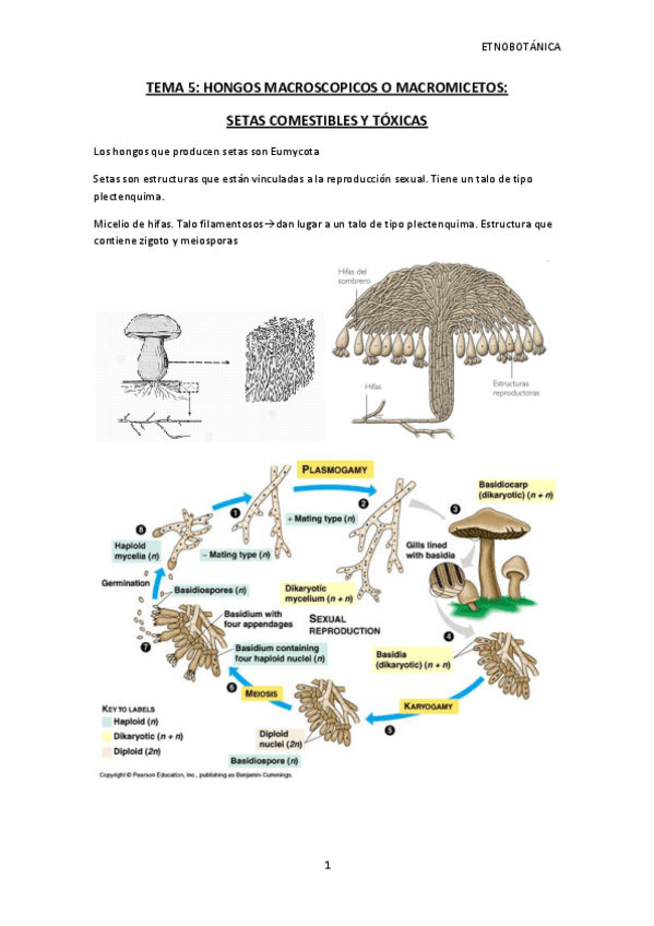Miniatura del documento ETNOBOTANICA TEMA 5.pdf