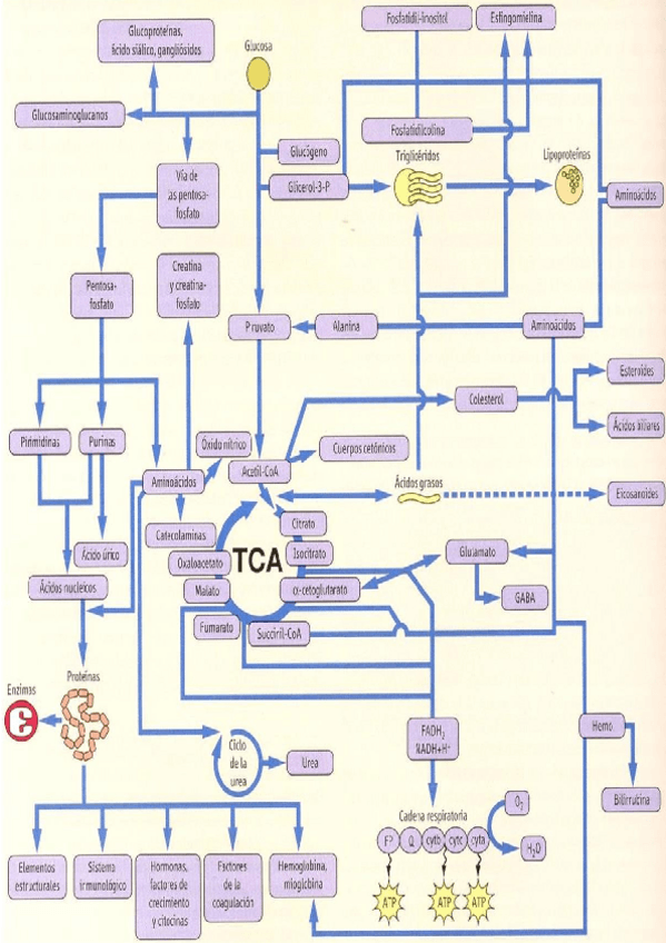 Miniatura del documento FOTO-BIOQUIMICA.docx