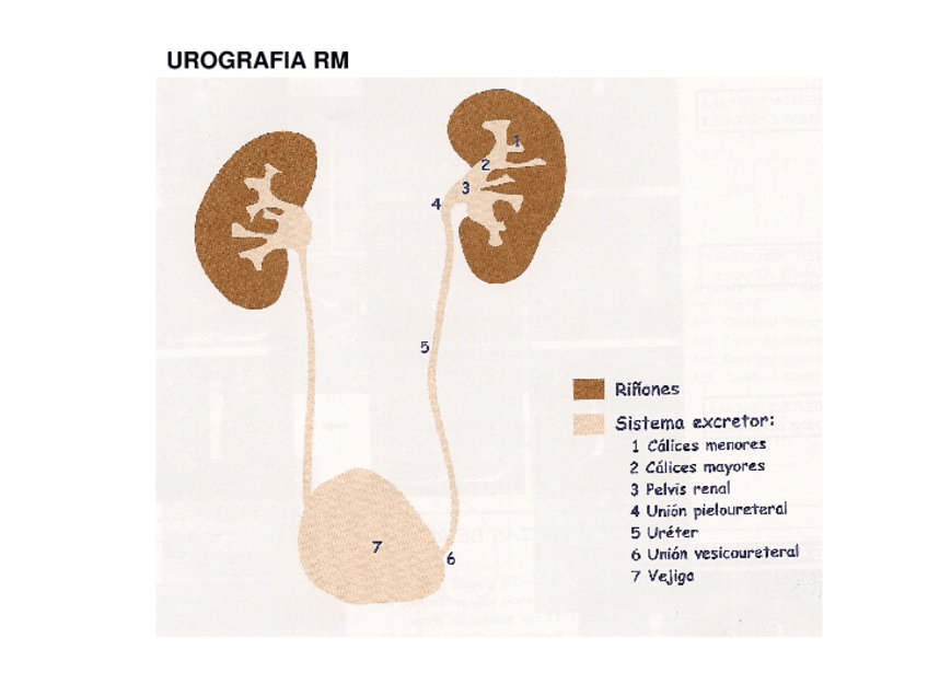 Miniatura del documento PROTOCOLS-RENAL.ppt