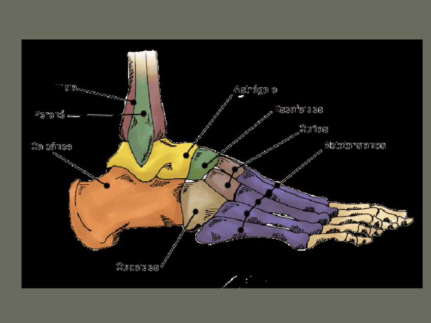 Miniatura del documento peuiturmell.ppt