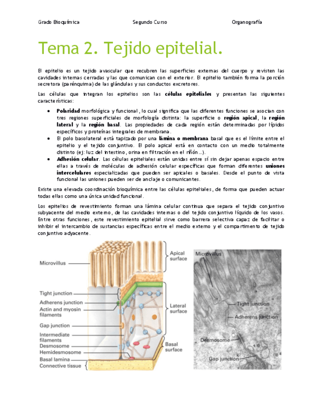 Miniatura del documento apuntes_organo.pdf