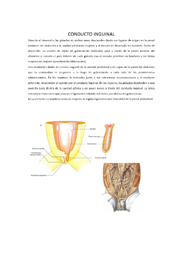 Miniatura del documento TEMA-7-ANATOMIA.docx