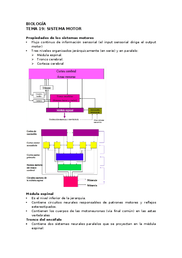Miniatura del documento BIOLOGIA-TEMA-19-SISTEMA-MOTOR-.docx