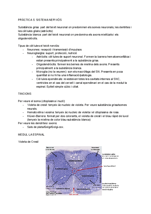 Miniatura del documento PRACTICA-5-SISTEMA-NERVIOS.pdf