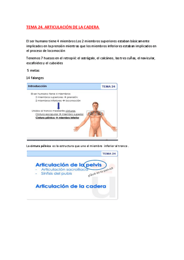 Miniatura del documento ANATOMIA-TEMA-24.pdf