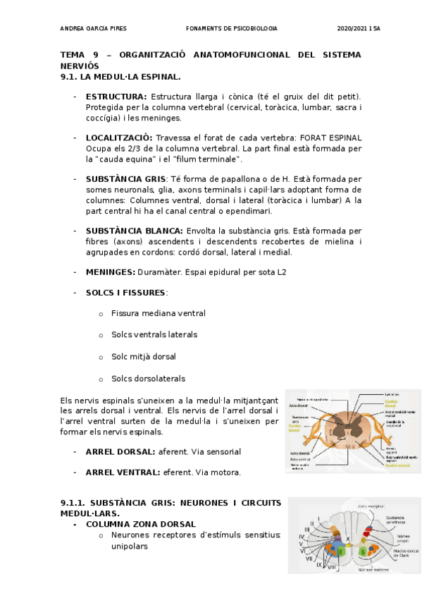 Miniatura del documento TEMA-9-ORGANITZACIO-ANATOMOFUNCIONAL-DEL-SISTEMA-NERVIOS-I.docx